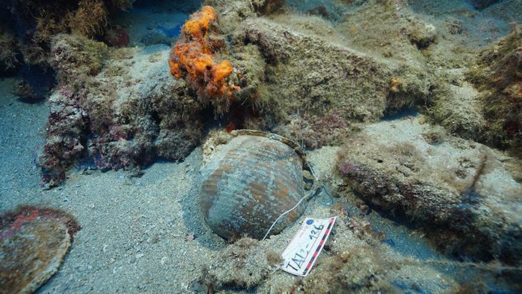 Fethiye kıyılarında su altı arkeologlarını heyecanlandıran keşif