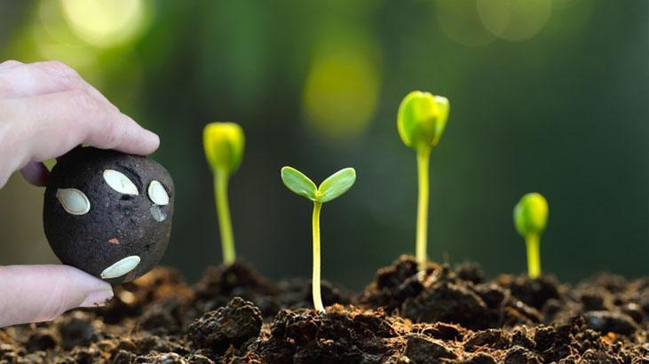 Bahçeyi coşturan tohum bombası 7 adımda hazır! 2 hafta sonra ilk fideyi veriyor