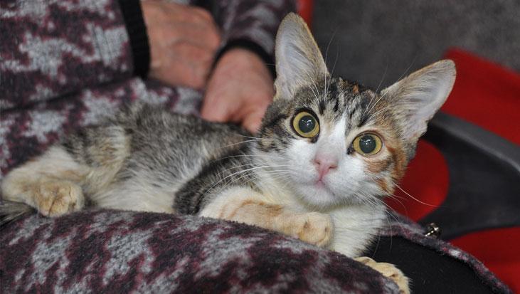 Evcil hayvan sahipleri dikkat! Çip için son tarihi kaçıranları para cezası bekliyor