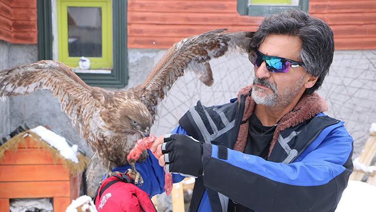 Tedavi edip doğaya bıraktı! Kızıl Şahin 6 ay sonra aynı kapıya geri döndü