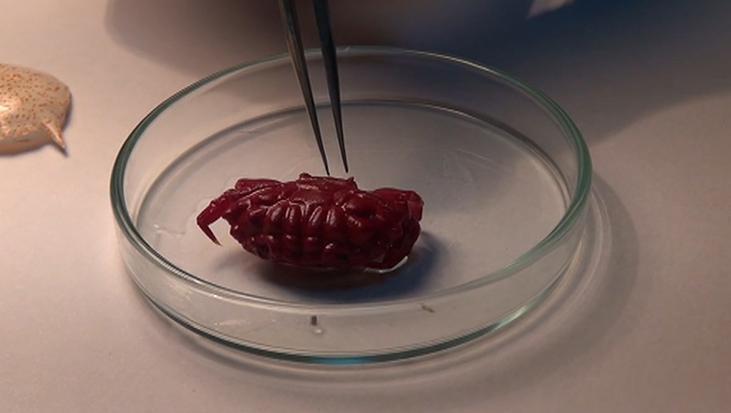 Akdeniz’de sessizce değişiyor! Türkiye kıyılarında ilk kez görüldü