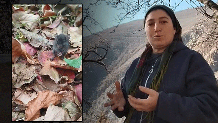 Artvin'de sevgi dili! Bahçesine giren tarla faresine hurma yedirdi