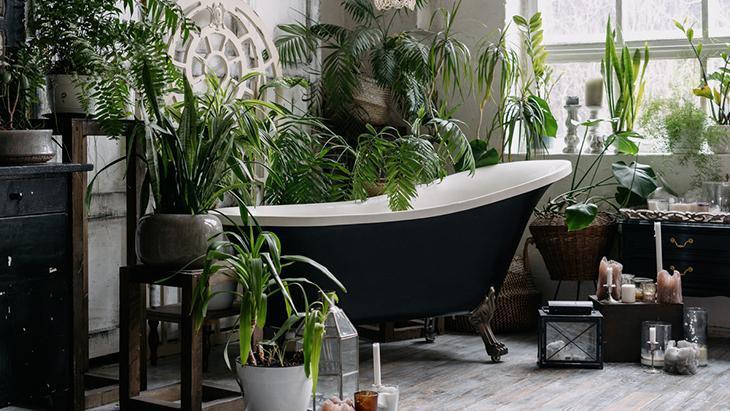 Nemli ortamda uzun yıllar yaşıyor! Banyoları botanik cennetine çeviriyor