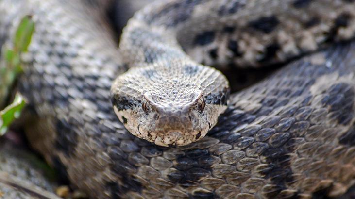 Adı Osmanlı, boyu 1 metre! Çankırı'da ortaya çıkan tür şaşırttı