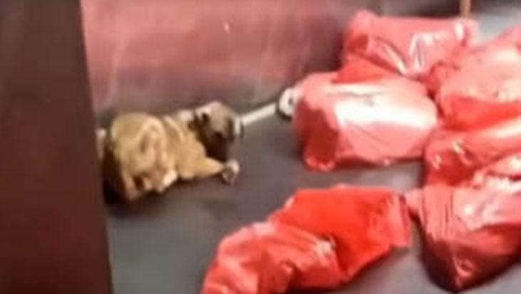Çöp poşetlerinde ölü köpek iddiası Ankara’yı karıştırdı! Barınak görüntüleri tepki çekti