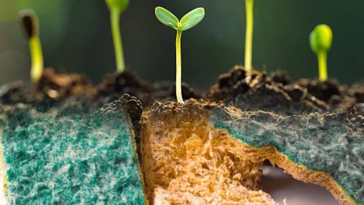 Eskiyen mutfak süngerini çöpe atmayın! Meğer böyle kullanılıyormuş: Saksı dibinde ideal
