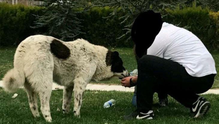 Sokak köpeği 'Matmazel'in darbedilerek öldürüldüğü iddiasına soruşturma! 'Gömüldüğü yerden çıkarıldı'