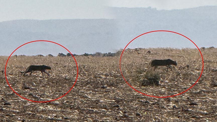 Şırnak’ta büyük yırtıcı! Görüntüler bir köylü tarafından kaydedildi: 2013’te Diyarbakır'da tespit edilmişti