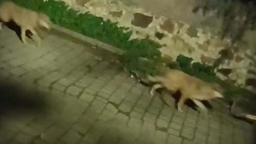 Tatil cenneti 3 ilçede tedirginlik eden görüntü! Gece ortaya çıkıyorlar: Çöp konteynerlerini kapalı tutun