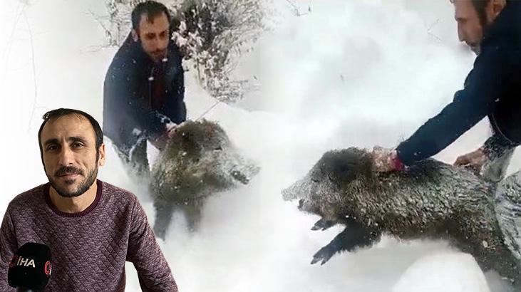 Sürüye dalıp, çıplak eliyle domuz yakaladı! Yaşananları anlattı: Kimse özenmesin, parçalar