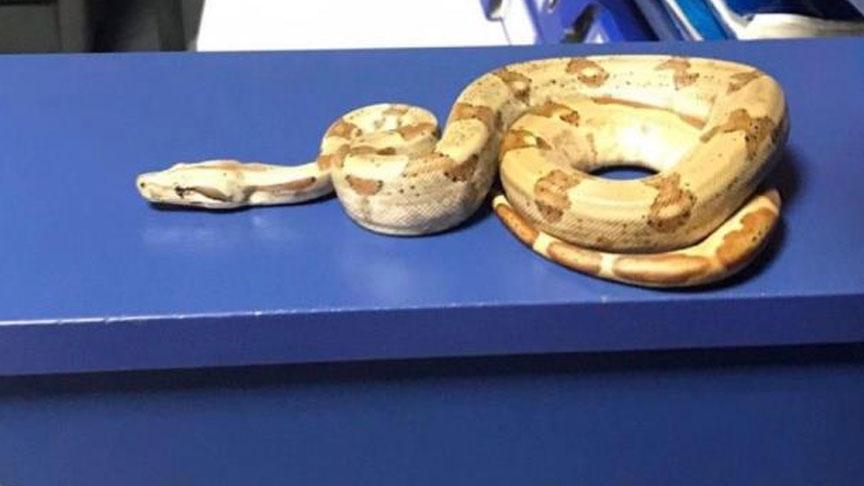 Yer: İzmir! Kafede yılanla dolaşan gence şok ceza