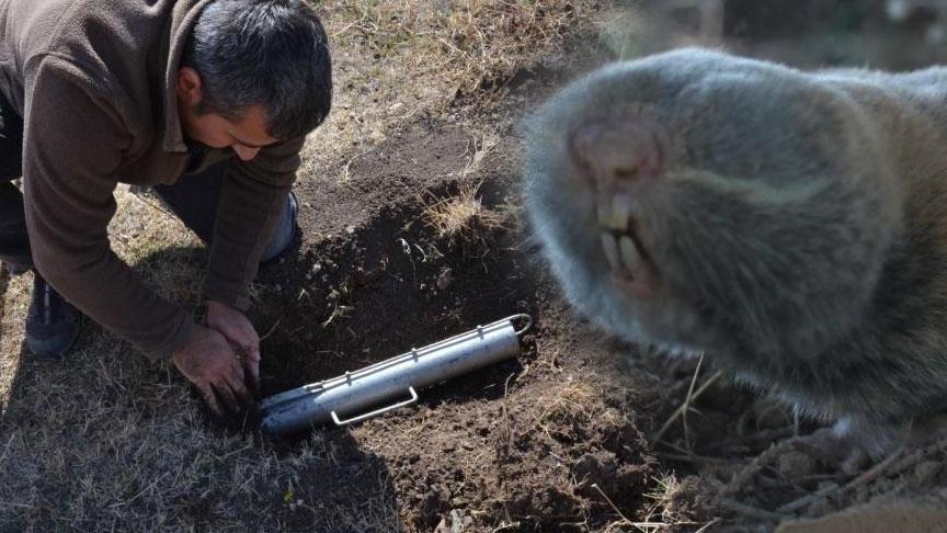 Türkiye’de üç yeni tür keşfedildi! Bilim dünyası şaşkın: 'Kanser araştırmalarına ışık tutabilir'