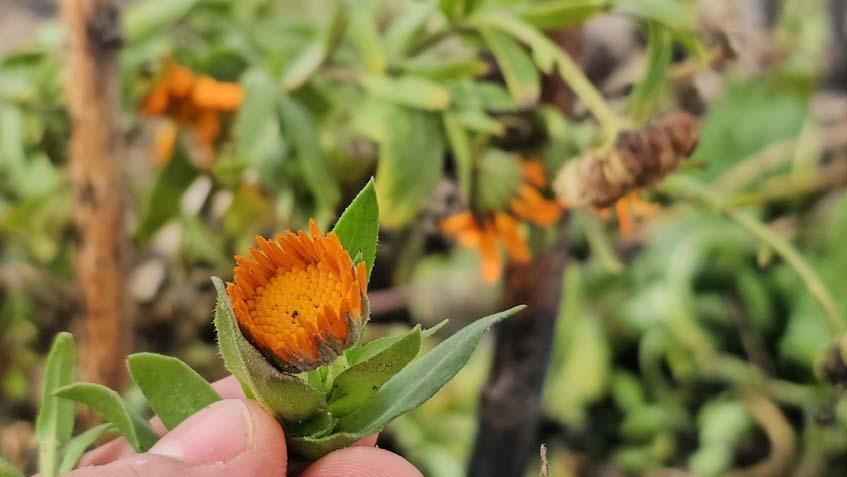 Karın içinden bahar çıktı! Bitlis’te şubat ayında açan çiçekler şaşırttı