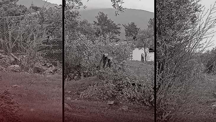 CHP'de 'zeytin' krizi! Bakan Yumaklı: 100 yıllık zeytin ağaçlarının kesilmesi CHP’lilere serbest mi?