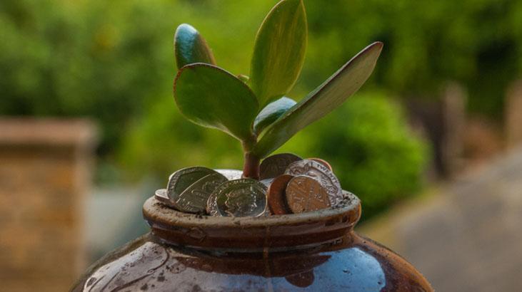 Küf ve mantarı anında bitiriyor! Saksıya bir tane koyun: Çiçek açtıran yöntem