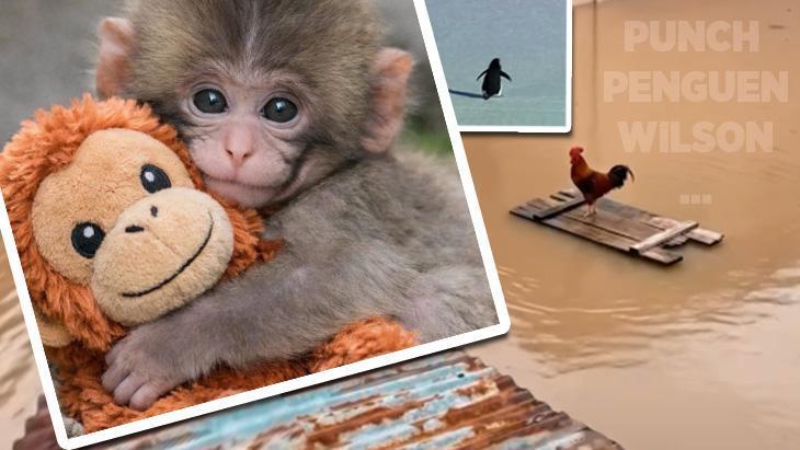 Punch’ın peluşu yok sattı: Hayvan videoları nasıl viral oldu? 'Göz teması şiddeti getiriyor!'