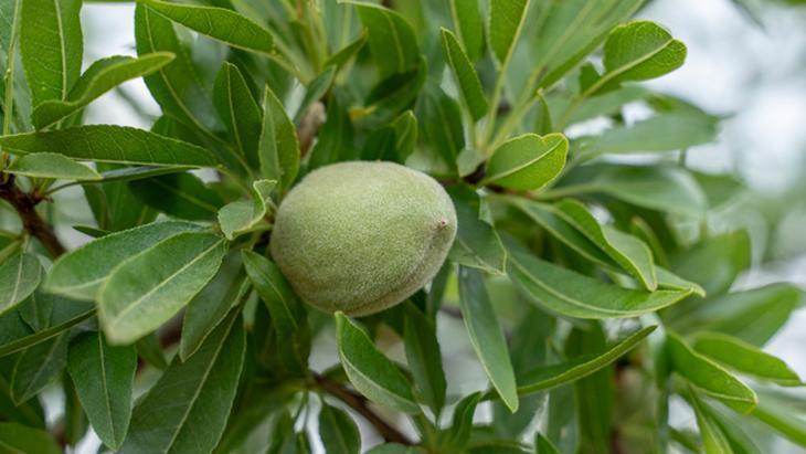 Datça'da hasat dönemi başladı! Kilosu 800 lira, kapış kapış satılıyor