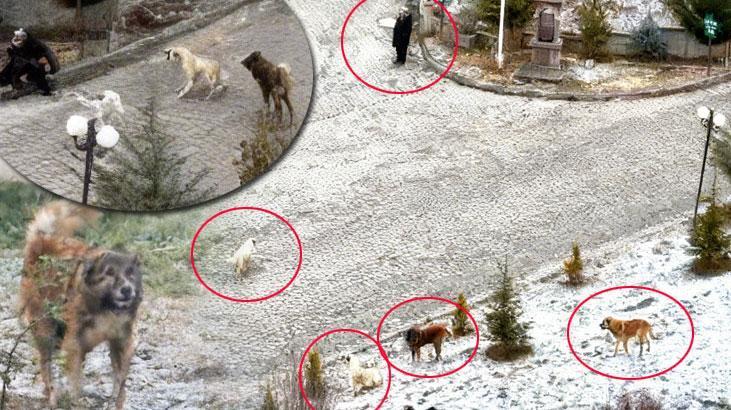 Sokak köpeklerinin dehşeti kamerada! Sürü halinde saldırdılar