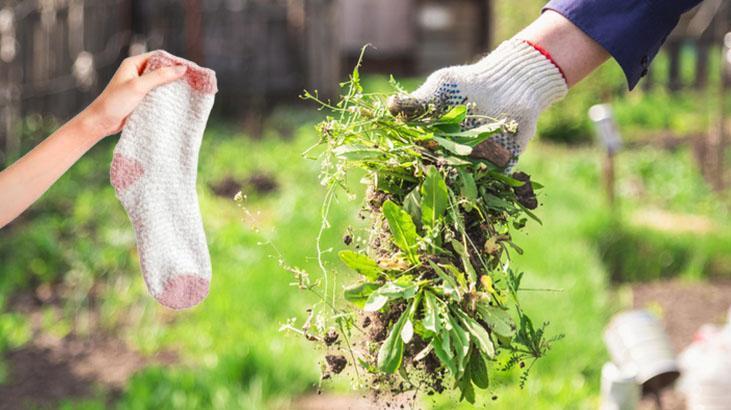 Bahçelerde bahar hazırlığı! Eski çorapları atmayın, hasadı 2 kat artıran yöntem
