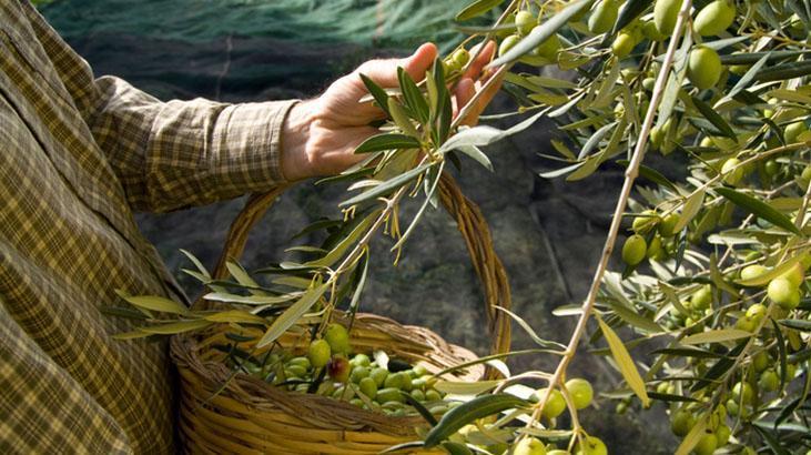Balkonda yetiştiren bir daha dışarıdan almıyor! Yıl boyu hasat edin: Zeytin yaprağı