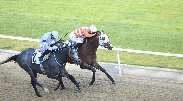 İzmir'de 64'üncü Hipodrom.com Ege Derbisi'nin kazananı The Protecter