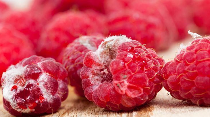 Doğru saklanmazsa anında çürüyor! Küflenmemesi için hava alması gerekiyor, 18 ay taze kalıyor