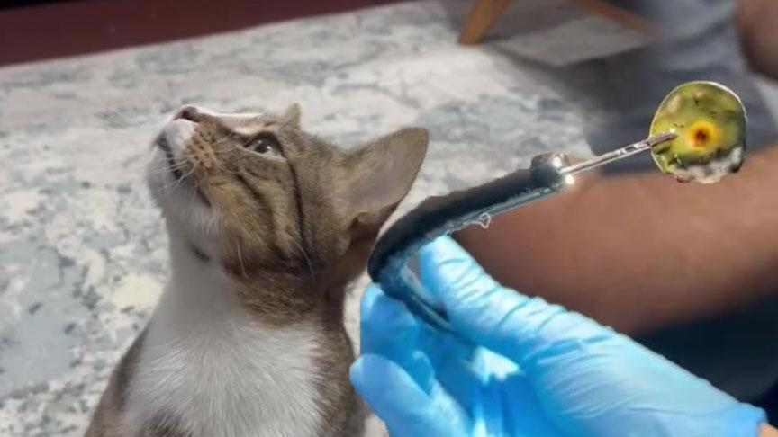 Dört yıldır kusan kedinin midesinden çıktı! Herkes şaşkına döndü