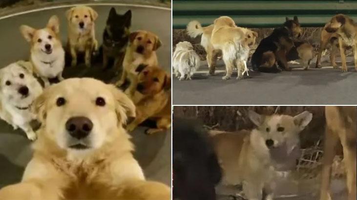 Çin'de filmleri aratmayan kaçış! Zinciri kırıp 17 km koştular: Kaçırılan 7 köpeğin hikâyesi