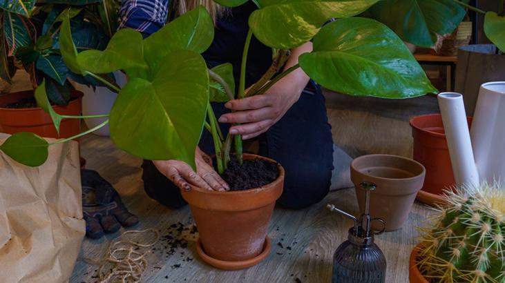 Şık diye alınıyor ama bitki düşmanı! Bütün çiçekleri tek tek solduruyor