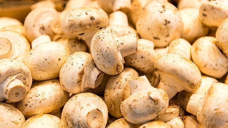 Bahar geldi, risk arttı! Yabani mantar tüketimine dikkat