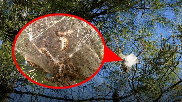 Antalya’da hızla artıyor! Sessiz tehlike ormanlara yayıldı: Uzmanlardan 'dokunmayın' uyarısı