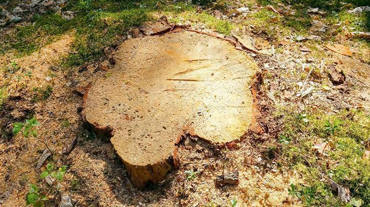 Ağaç kütüklerini kaldırmanın en basit yolu! Minik minik delikler açmak en iyisi