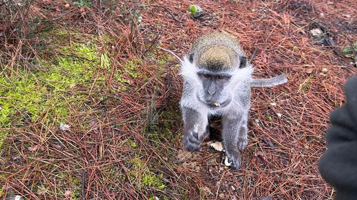 Denizli'de ormanda mantar ararken karşılaştı! Şaşkına çeviren sürpriz