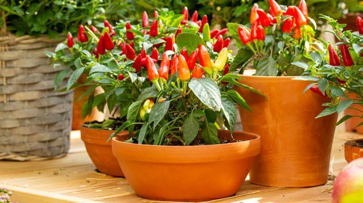 Herkes balkonda hasat ediyor! Biberler saksıdan taşacak, işte yolu