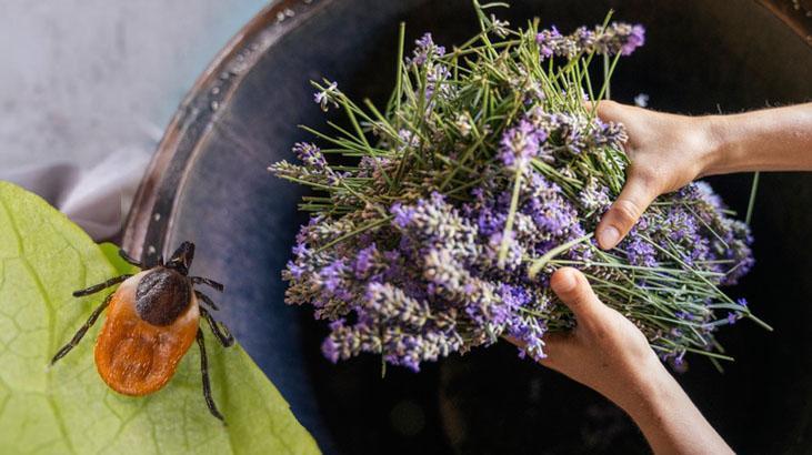 Kene tuzağını şimdiden önlüyor! Nisan ayında bahçeye dikin, kokusundan nefret ediyorlar