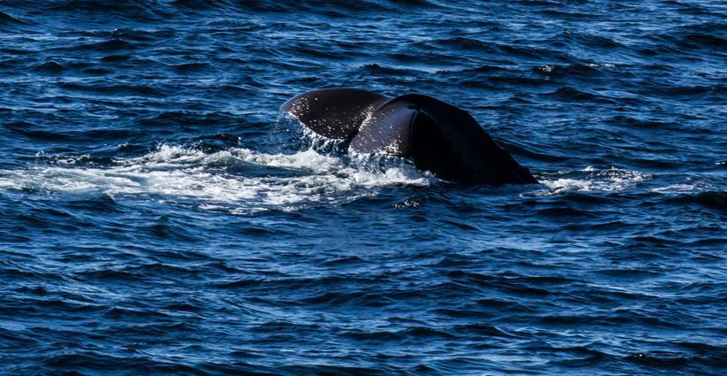 Tarihte bir ilke imza atıldı! Doğum sırasında güçlerini birleştiren balinalar