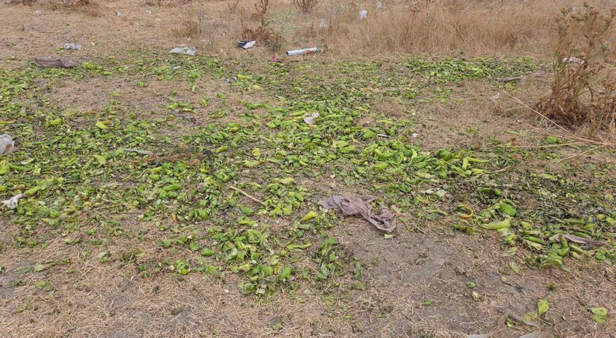 Bakanlıktan, 'biberler hayvanlara yem olarak verildi' iddialarına yanıt