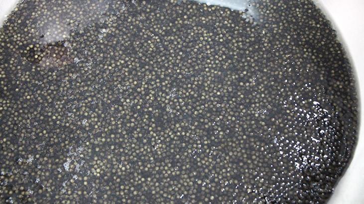 Kilosu 2 bin dolardan satılıyor! Karadeniz'e 8 bin adet dağıtılacak, çiple takip edilecek