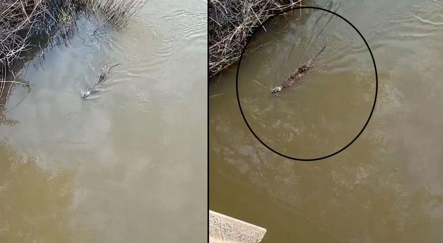 Dere kenarında vatandaşlar fark etti! Suda hareket etti, sonra gözden kayboldu