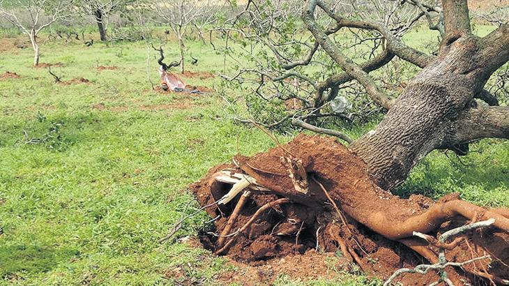 Fıstıkta 'VAR' yılı 'YOK' oldu