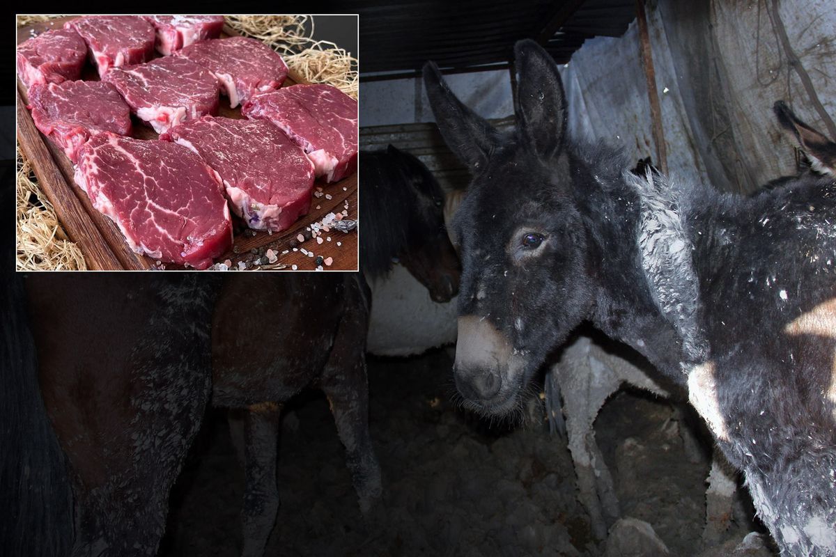 Bakanlık markayı açıkça ifşa etti: Vatandaşa at ve eşek eti yedirdiler