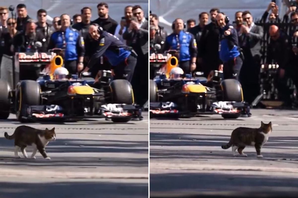İstanbul'da Formula 1 aracını selamlayan kedi dünyada viral oldu