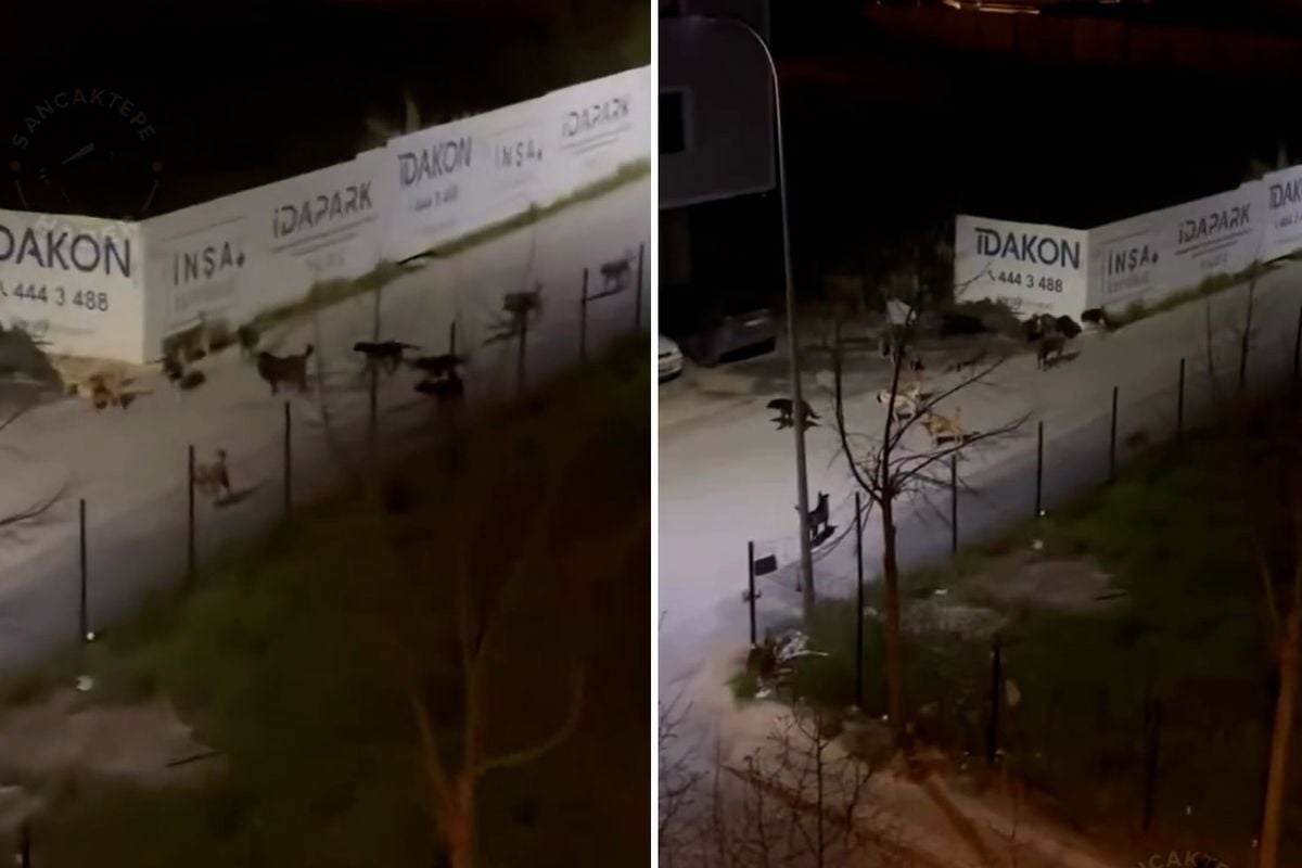 Sancaktepe'de ürküten manzara! Videoyu izleyenler belediye başkanını etiketledi