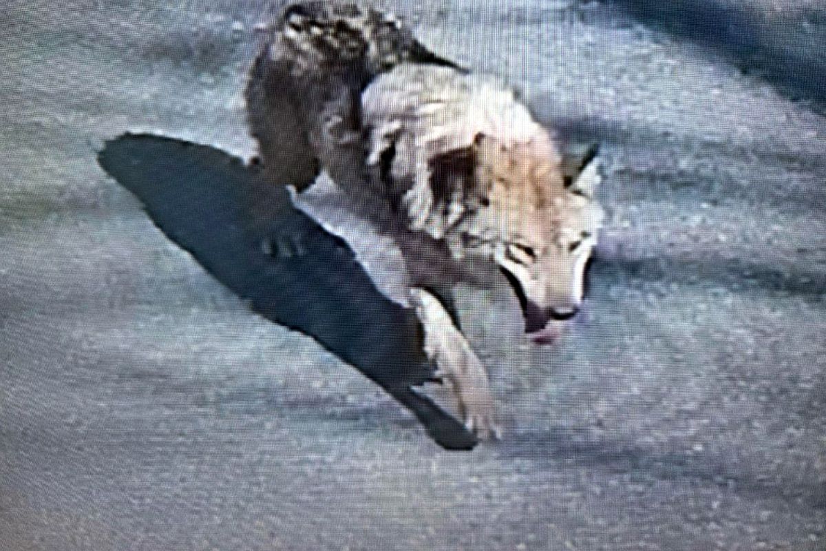 Şehirde 'canavar' alarmı! Tünel kazarak kaçtı, uyarı üstüne uyarı yapılıyor