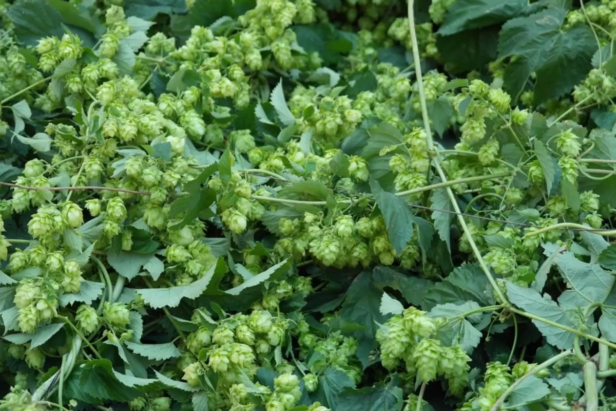 Türk çiftçisi çöpe atıyor, Avrupa'da kilosu 35 bin TL'den satılıyor