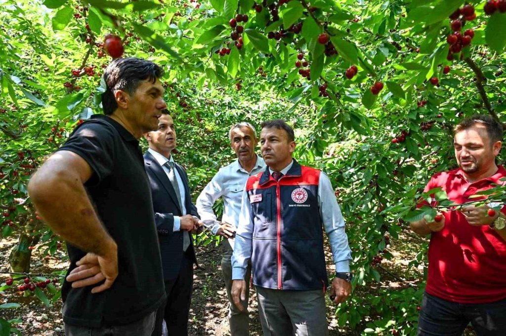 Honaz’da kiraz hasadı başladı