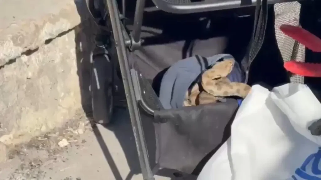 Şanlıurfa’da mesire alanında kabus: Bebek arabasından 1 metrelik yılan çıktı!