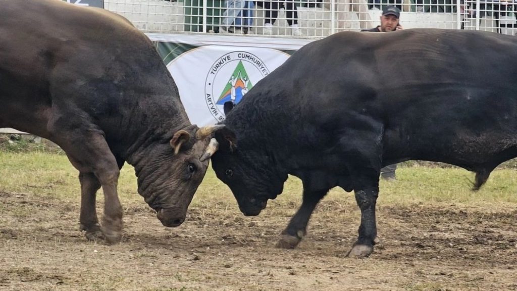 Kafkasör’de boğa güreşleri nefes kesti: 82 yaşındaki ninenin örgüsüyle tribündeki hali ilgi odağı oldu